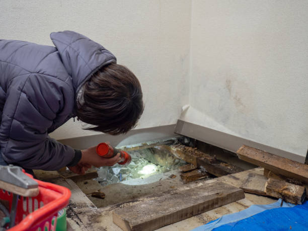 Best Post-Construction Mold Inspection  in Nashvle, IL