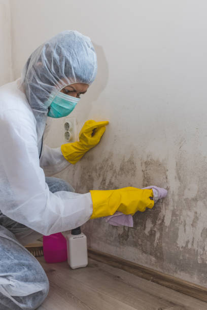 Forensic Mold Investigation in Nashville, IL