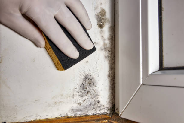 Best Black Mold Removal  in Nashvle, IL